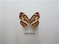 藏品(小環蛺蝶)的圖片